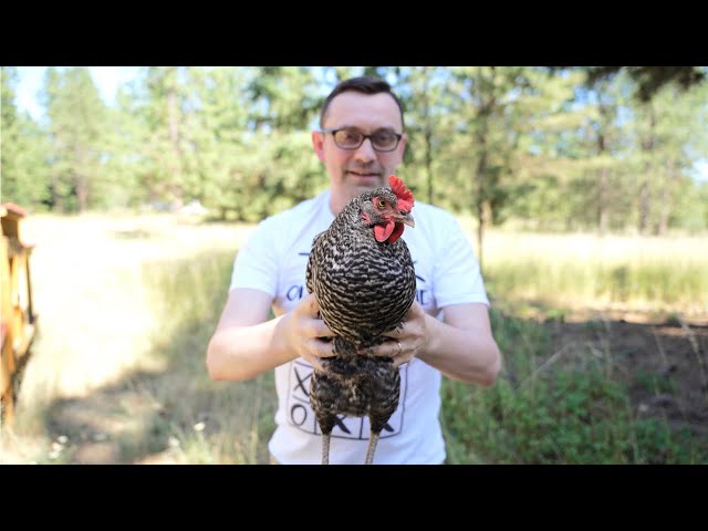 My Chickens Are Gyroscopic - Chicken Head Tracking Experiment