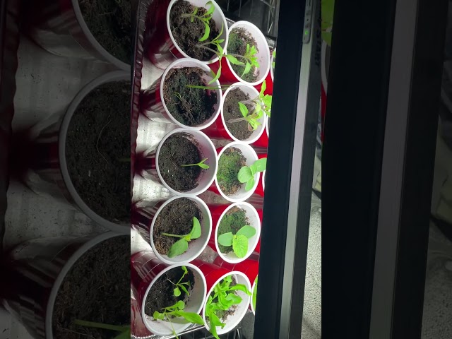 Grow Light Seed Starting 2 Week Update #preparedness #seedstarting