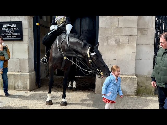 King’s guard horse gave gentle nod to the little toddler, the child’s reaction is PRICELESS😍🥰😘