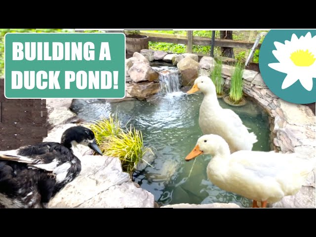 Building a Pond for DUCKS!