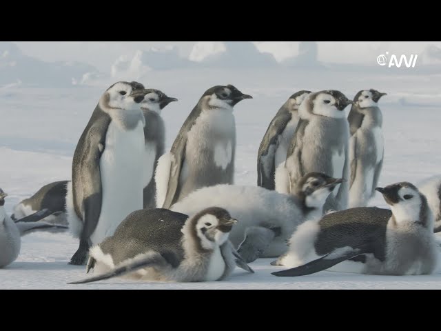 Kaiserpinguine in der Antarktis / Emperor Penguins in Antarctica