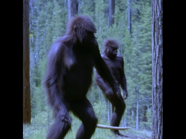 Two Bigfoot Yell at Cascade Hiker & Colorado Man Captures Sasquatch on Camera