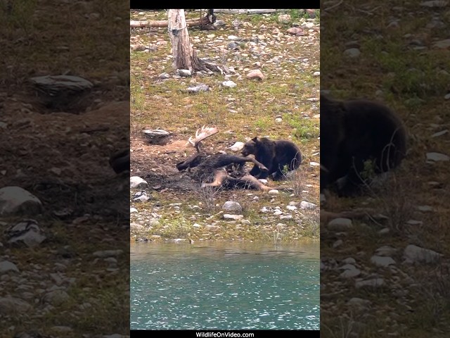Huge Grizzly Bear Boar on a Big Bull Moose Carcass