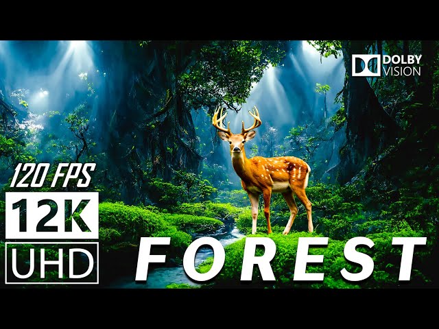 FOREST - 12K Scenic Relaxation Film  With Calming Music - 12K (120fps) Video UltraHD