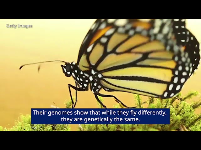 Butterfly genomics: Monarchs fly differently, but meet up and mate