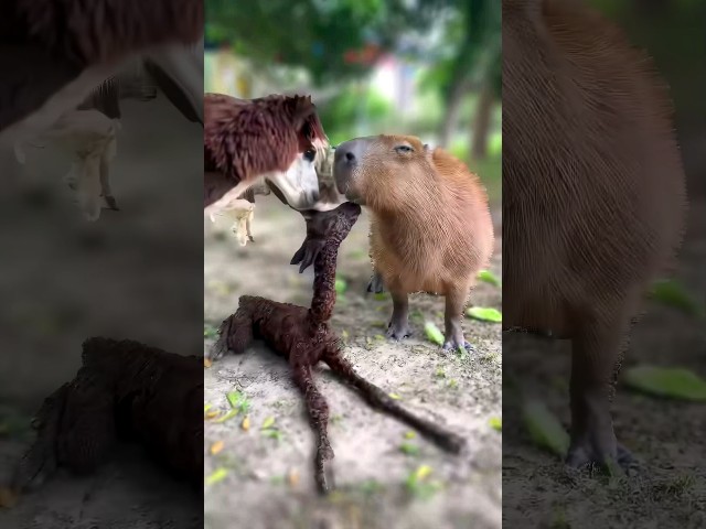 Capybaras and alpacas are natural friends 🥰