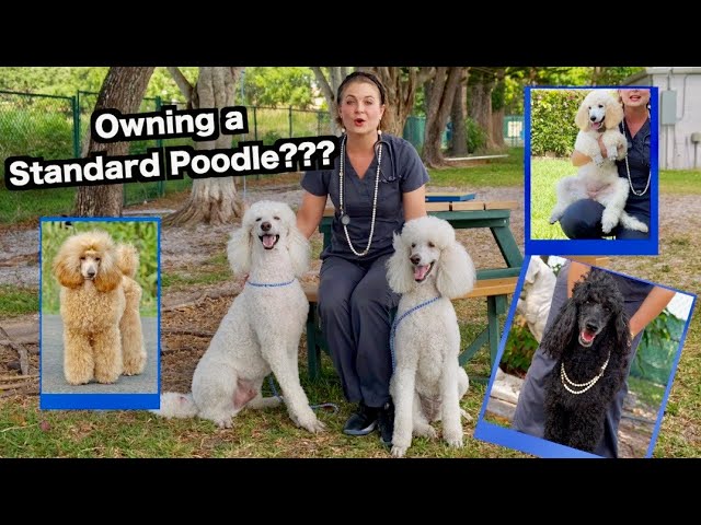 Owning a Standard Poodle? | The Worlds most BEAUTIFUL Dog!