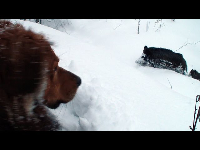 Boars, dog and lot of snow