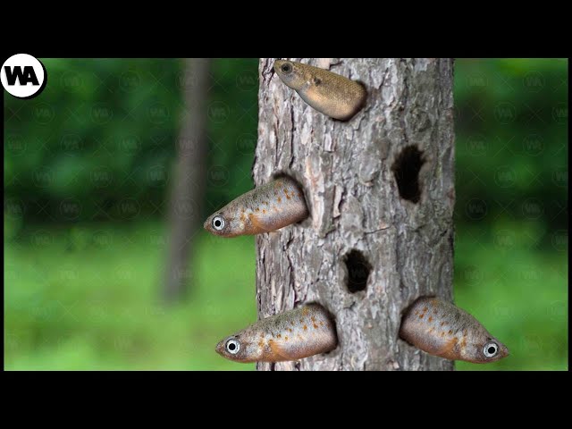 This Is Why Fish Live Inside Trees and Not in the Water