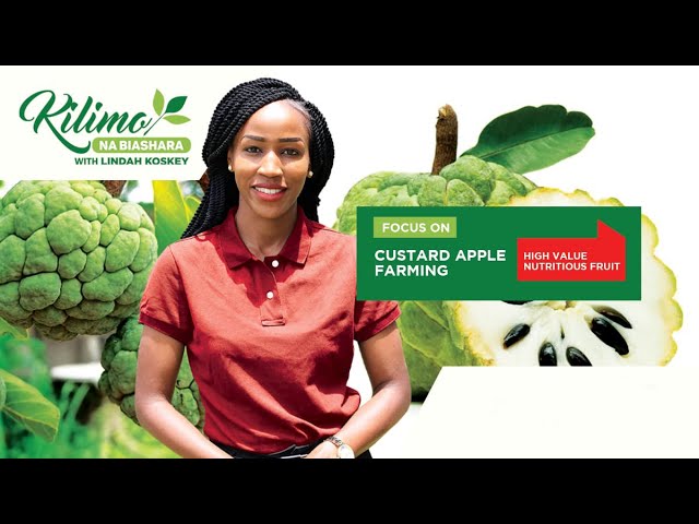 Focus on Custard Apple Farming | Kilimo na Biashara