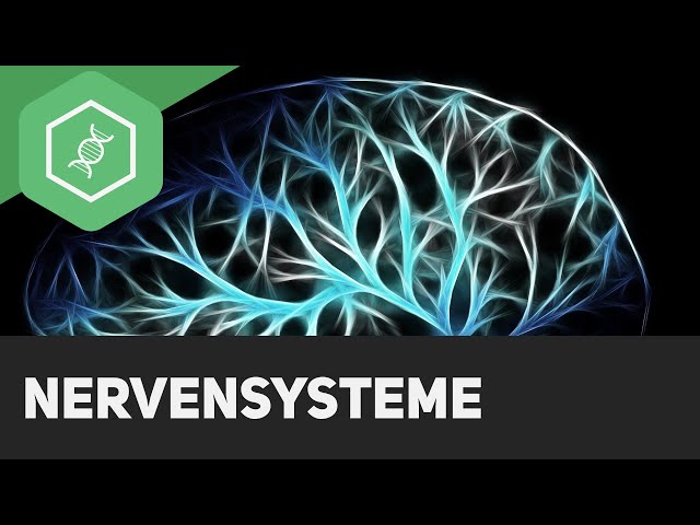 Nervensysteme - Überblick