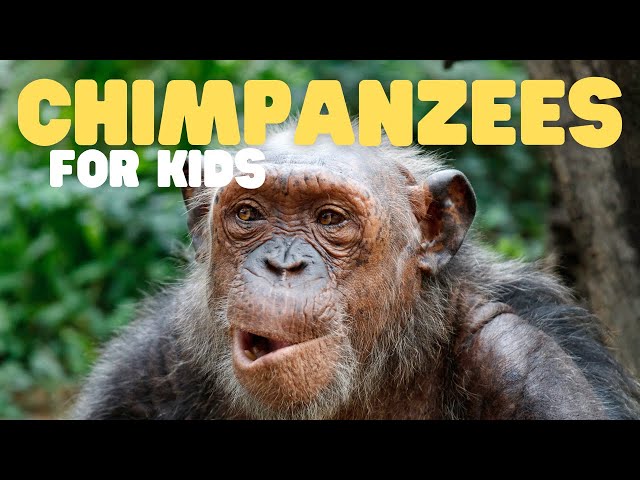 Chimpanzees for Kids | Learn all about this intelligent primate
