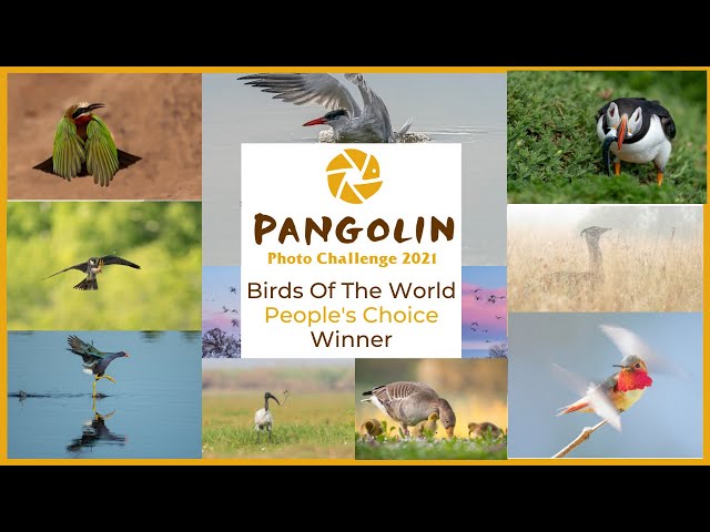 Birds of the World People's Choice Announcement. Pangolin Photo Challenge 2021