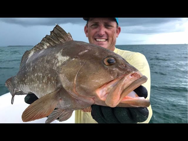 No Hook, No Line!!! Bare Handed Grouper Catch Clean Cook! Tasty Tuesday!