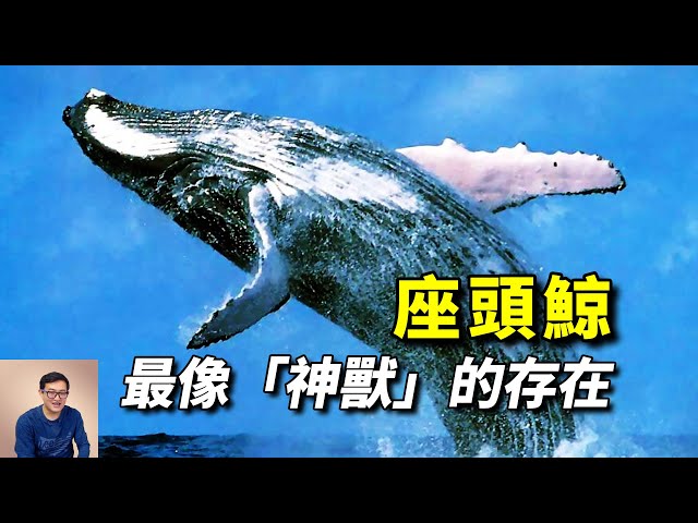 唯一讓虎鯨懼怕的動物，神獸「鯤」的原型，充滿正義感的海洋代言人——座頭鯨！【老肉雜談】