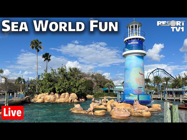 🔴Live: Sea World Fun  - Sea World Live Stream