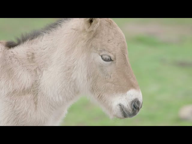 Przewalski’s Horse Foal | San Diego Zoo Safari Park