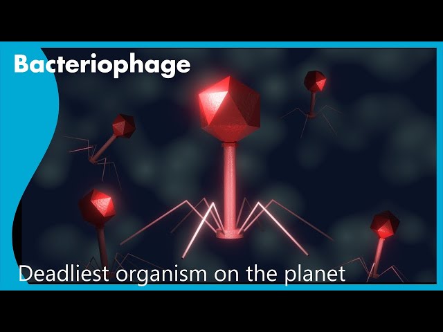 Bacteriophage - The most abundant organism on Earth
