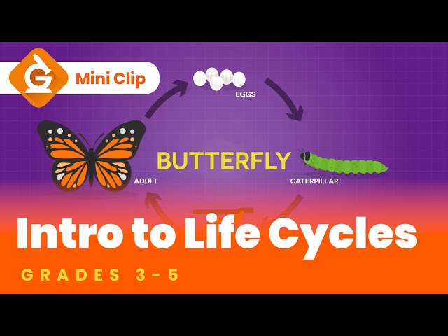 Life Cycles Video Lesson for Kids | Grades 3-5 | Mini-Clip