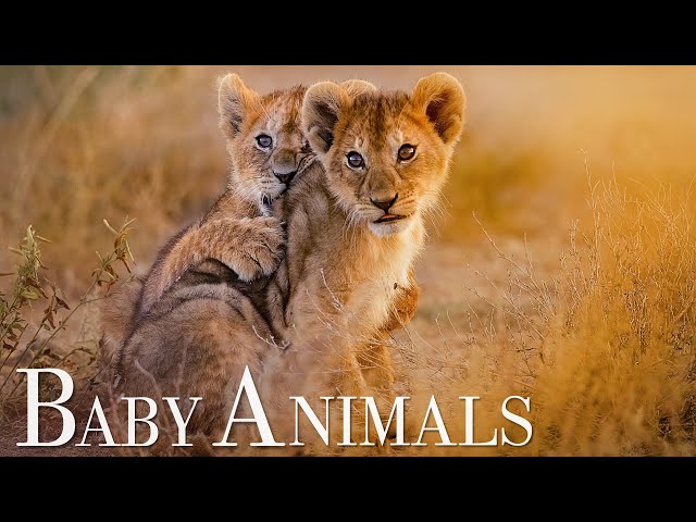 Baby Animals 4K Relaxation Film with Relaxing Music, Emotional Piano Music, Animal Sounds