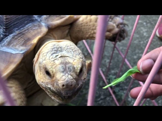 Feeding Tortoise