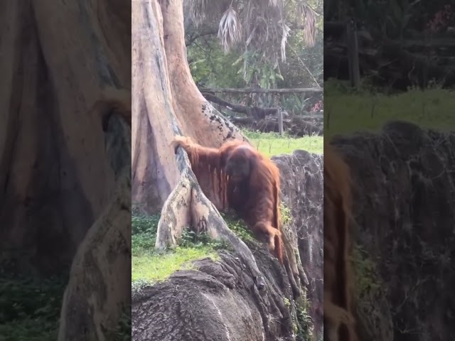 Greatness of Orangutan 🦧
