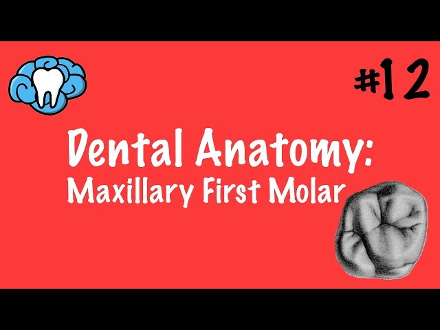 Dental Anatomy | Maxillary First Molar | INBDE