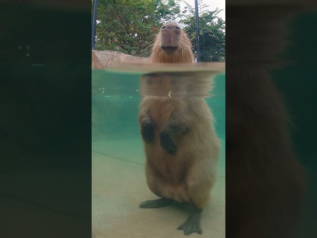Capybara goes for a swim