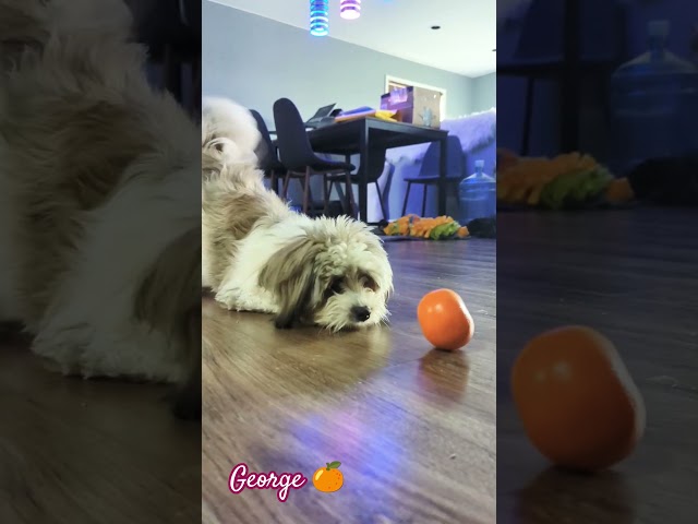 George vs Orange #shihpoo #shihtzu #poodle #dog