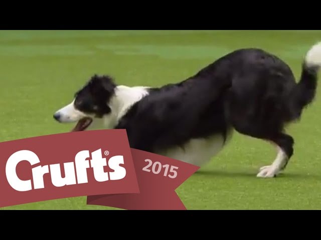Heelwork to Music - Freestyle International Competition | Crufts 2015