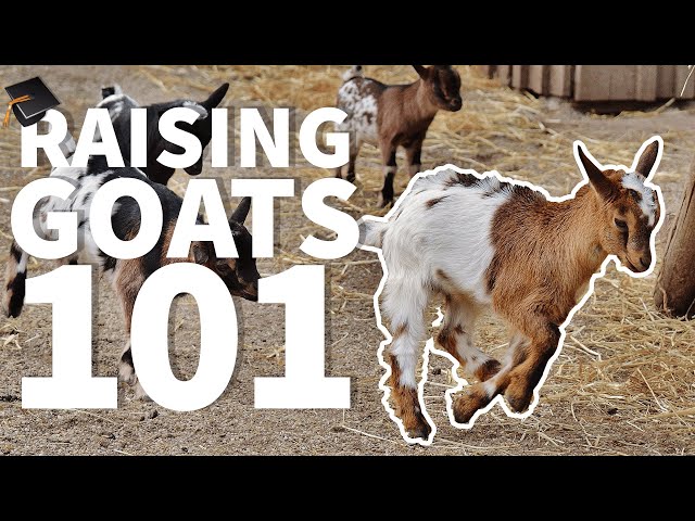 Raising Goats 101 🐐: Beginner FAQS