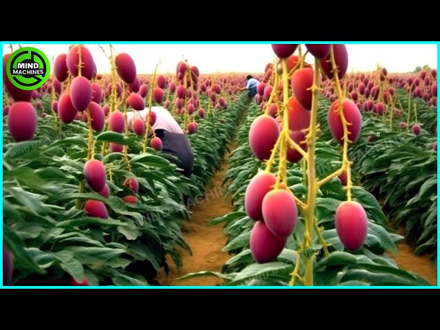 The Most Modern Agriculture Machines That Are At Another Level,How To Harvest Mangoes In Farm ▶6