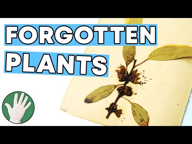 Forgotten Plant Specimens - Objectivity 139