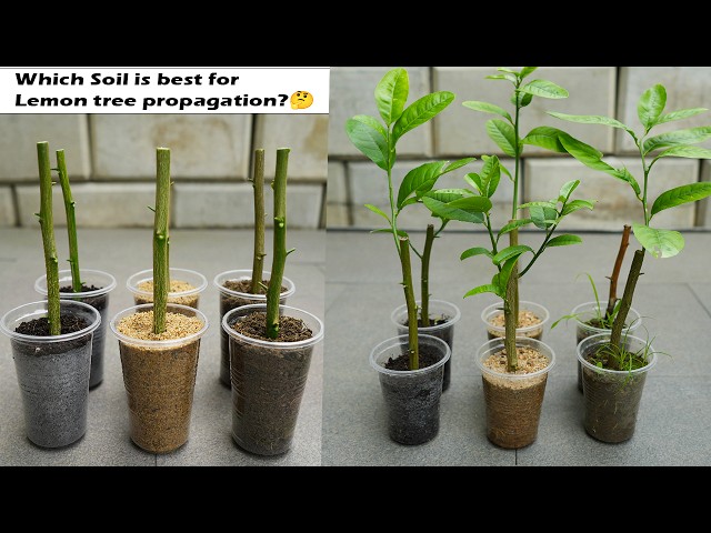 🌿Do you know, which Soil is best for propagation lemon tree from cuttings?🤔