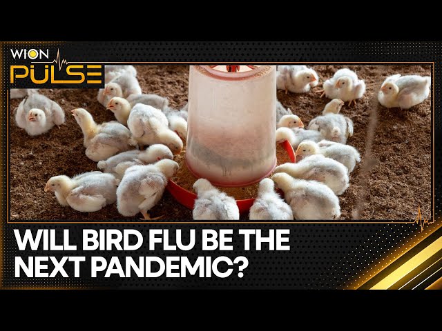 Bird Flu circulation among cows in at least 9 US states | WION Pulse
