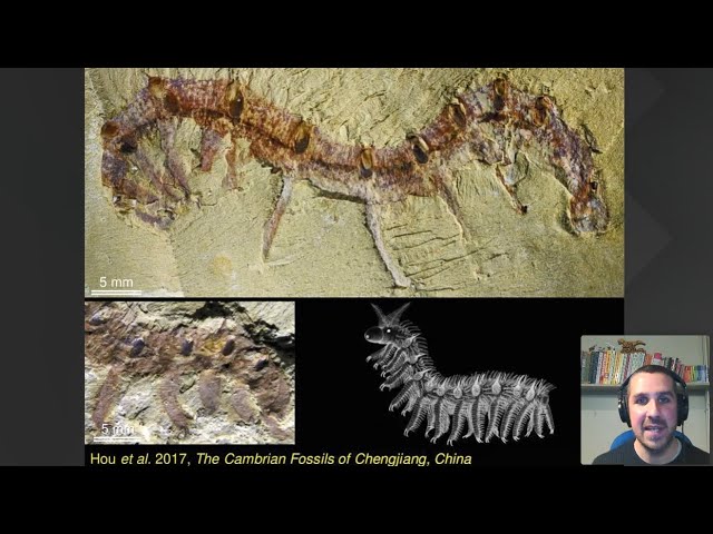 Virtual palaeontology: bringing the first animals to life in 3D​​​​​​​ with Dr Imran Rahman