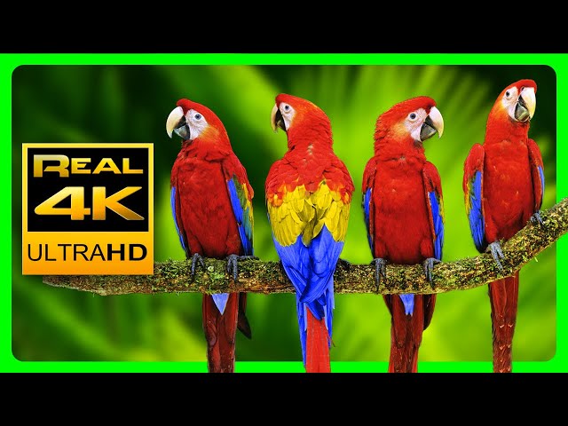 Vibrant Macaw Parrots in 4K & Relaxing Forest Ambience