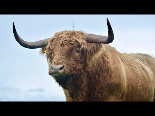 THE MONSTER OF A HIGHLAND BULL HAS ARRIVED