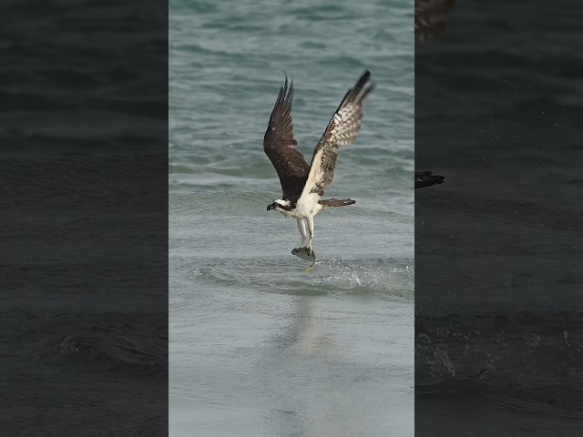 Amazing Osprey plunges into the water and flys away with a tasty fish. #ospreys #birds