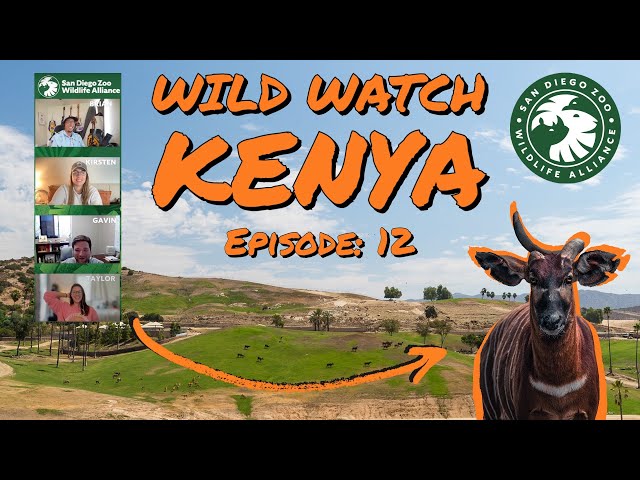 Wildwatch with Us: Ep. 12