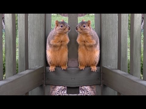 Porch Critter Karaoke