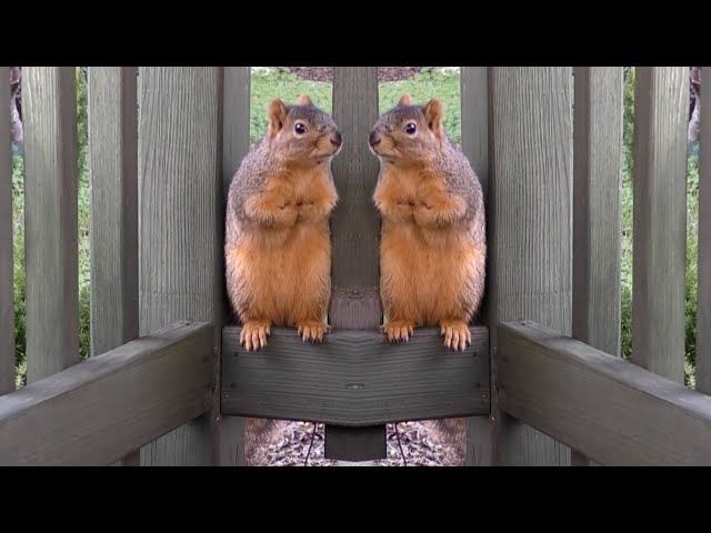 Porch Critter Karaoke Featuring Sweetie the Squirrel - Chewing Gum