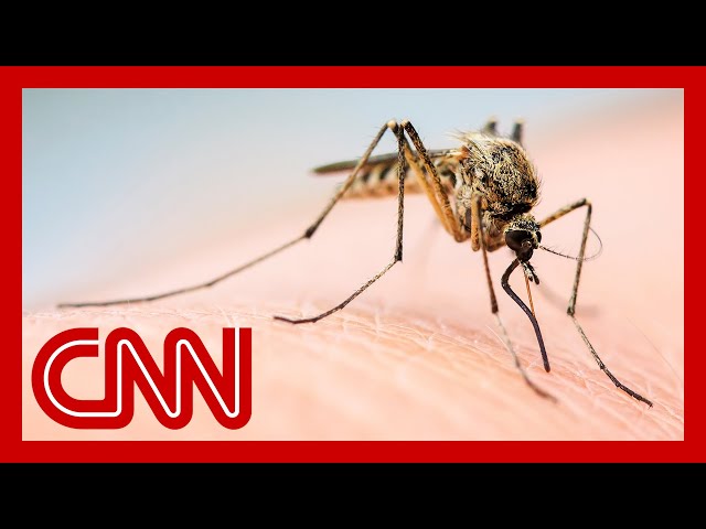 Are you a mosquito magnet? This could be why