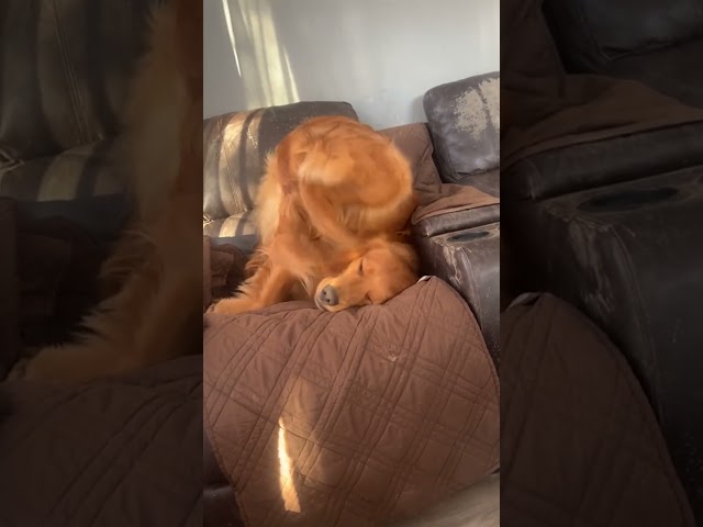 Hilarious Dog Scratches His Ears Upside Down!