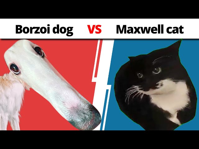 Borzoi Dog vs. Maxwell Cat [MEME Fight Night]