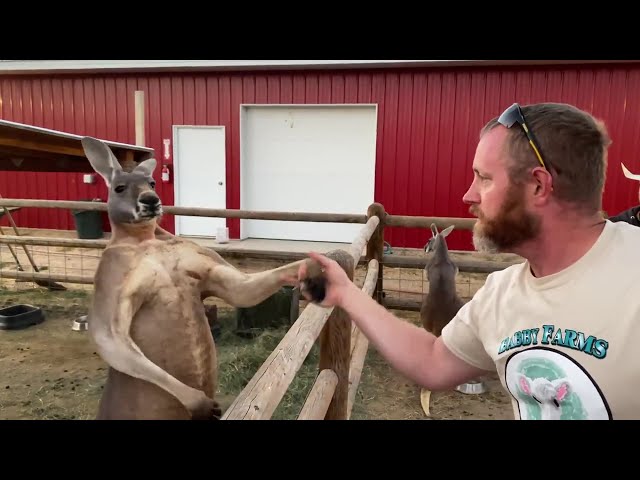 Kangaroo vs. Human - Boxing and arm wrestling