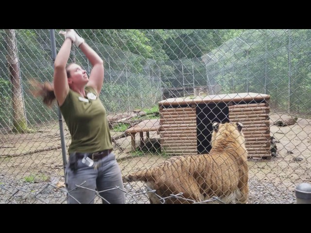 Tiger World - Ti-Ligar Tries to Eat Trainer