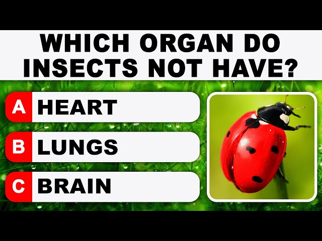 50 Smart General Knowledge Questions That Will Test Your Brain Power | Daily Trivia Quiz Round 43