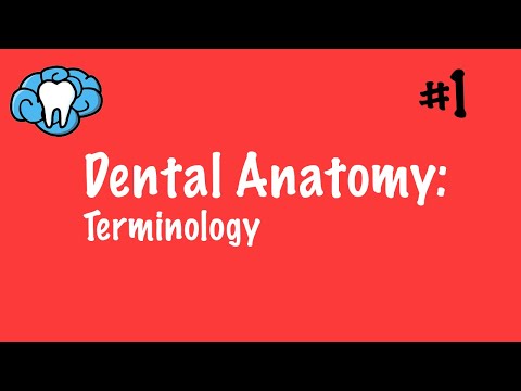 Dental Anatomy (INBDE, ADAT)