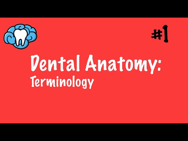 Dental Anatomy | Terminology | INBDE